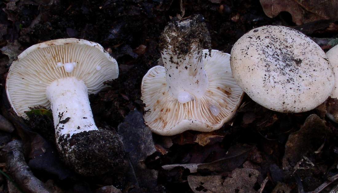 Lactarius luteolus